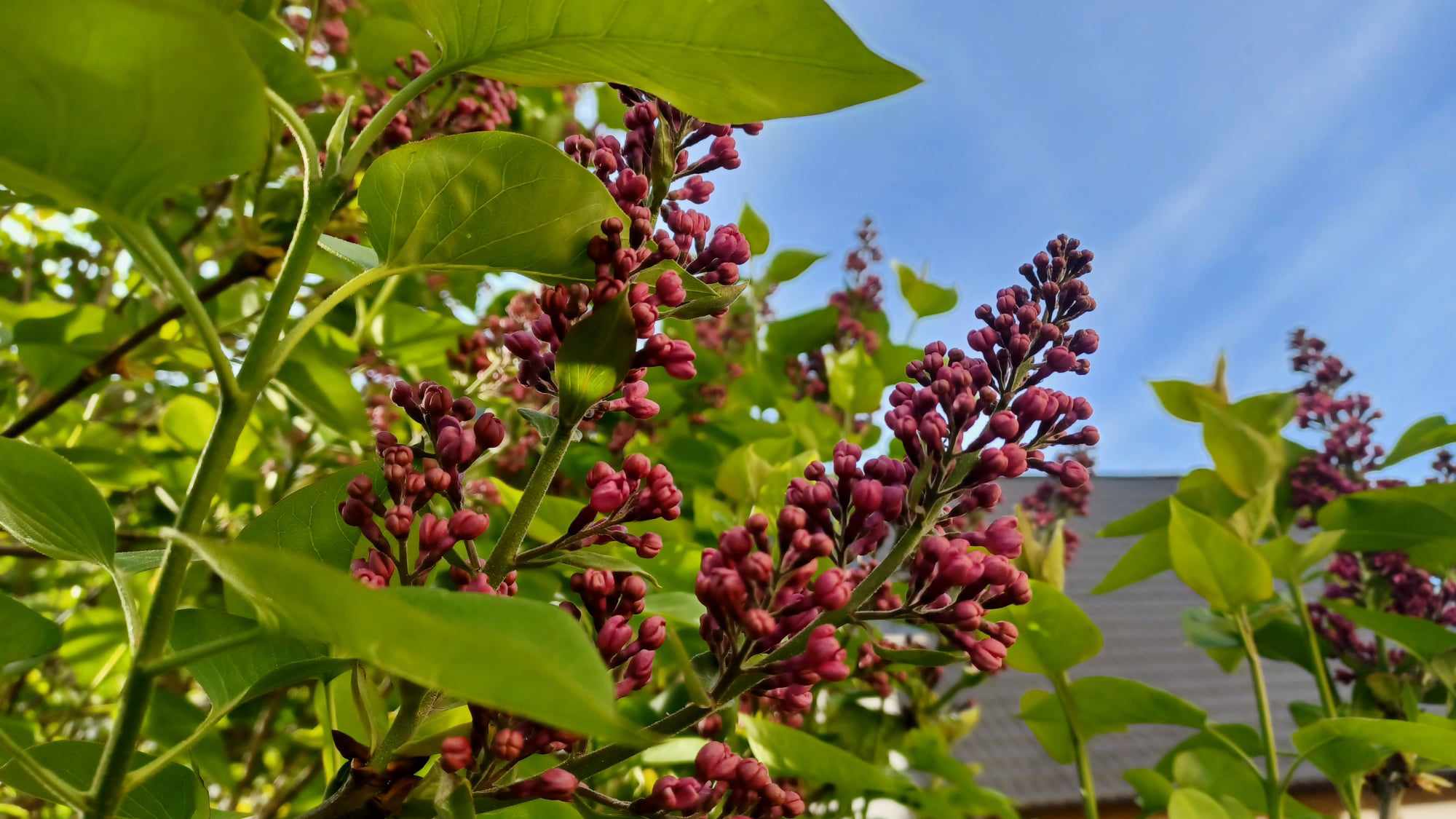 Garten für Alle